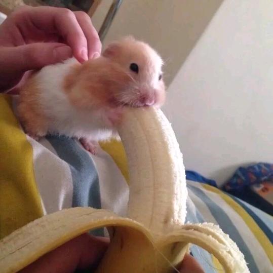 卖钱翁
