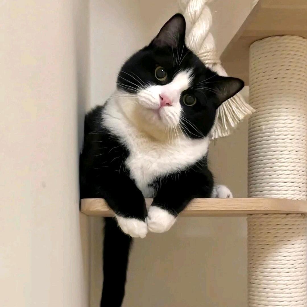 卡通芭蕾小皮鞋