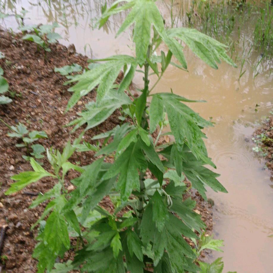 湘南嫦姐（璇）