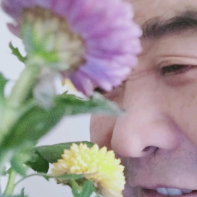 喜洋杨