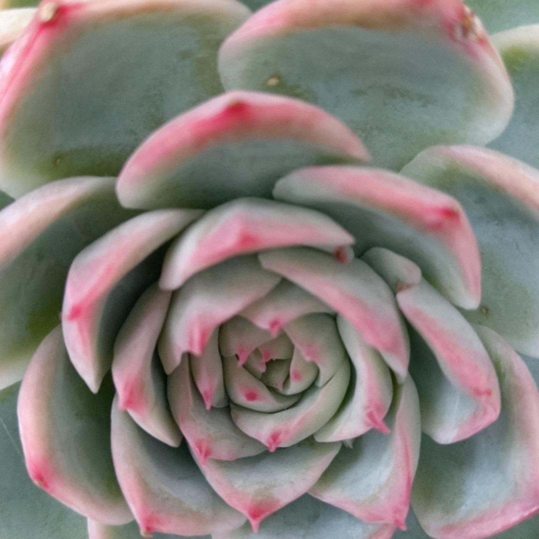 ？