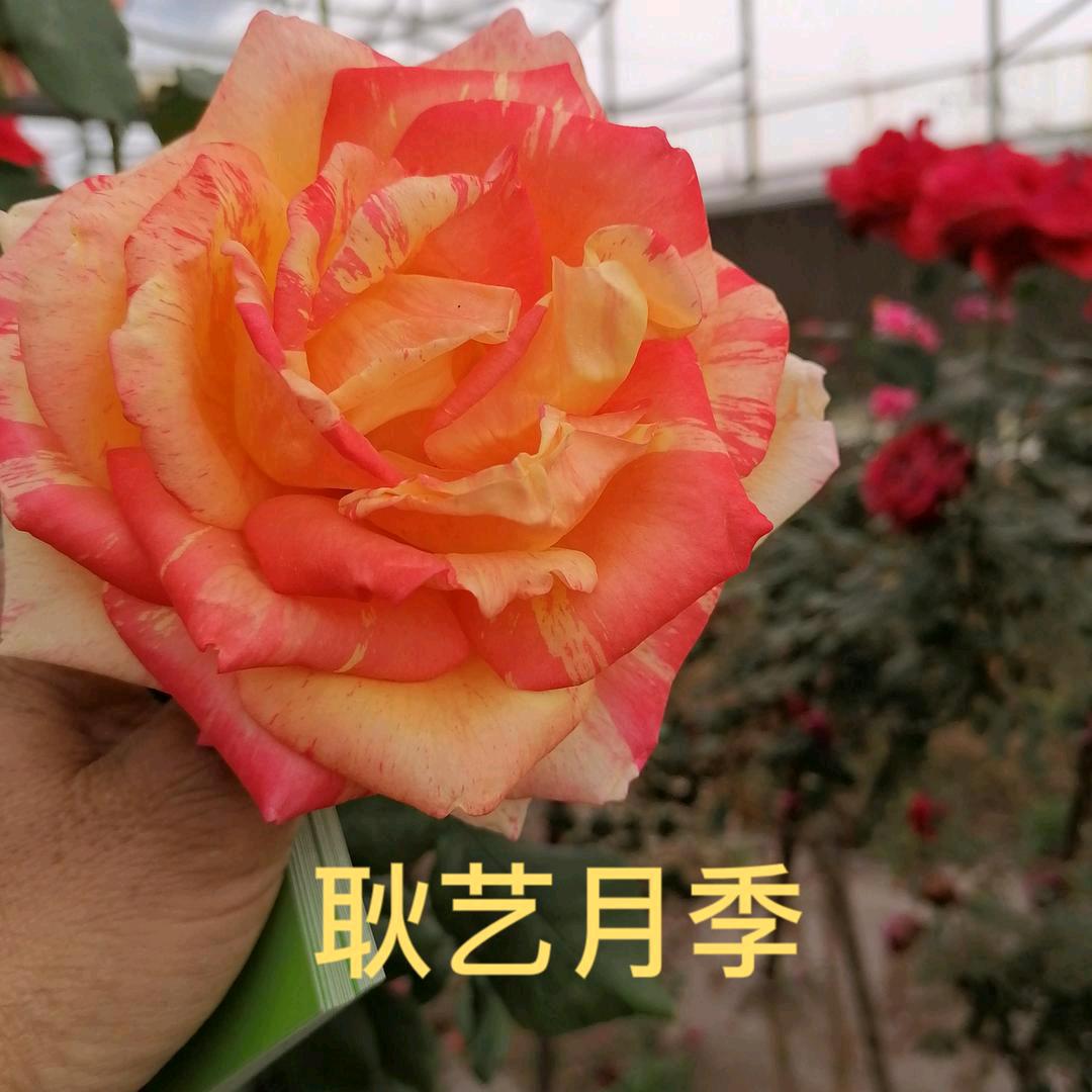 月季胡