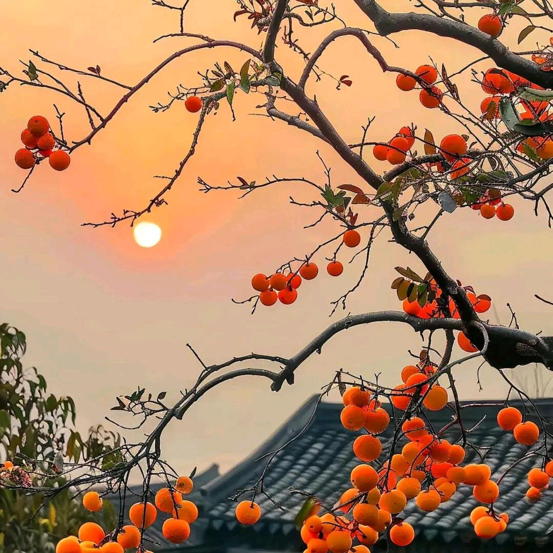 做设计的石老师