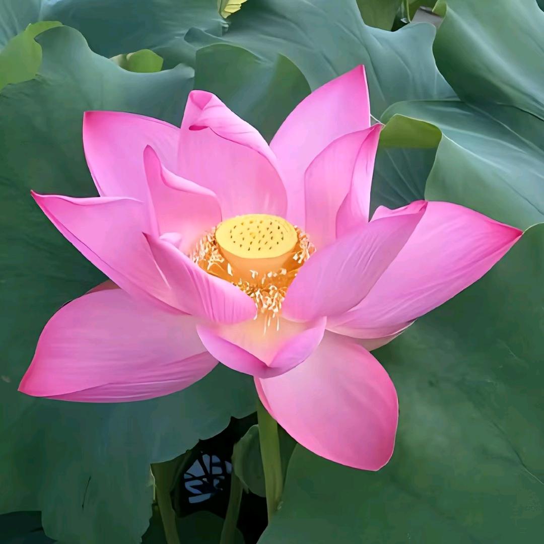 笑口常开