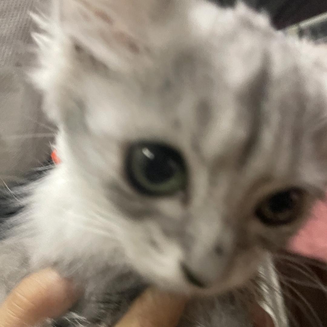 yulia（见过王俊凯有合照版）