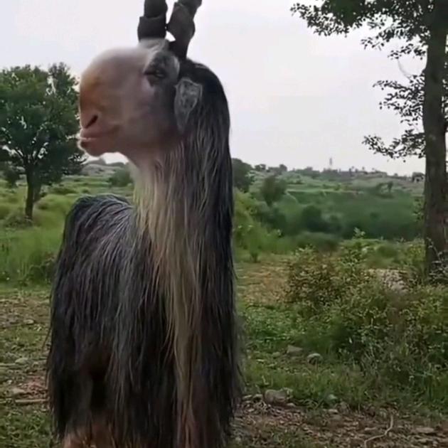 四不像