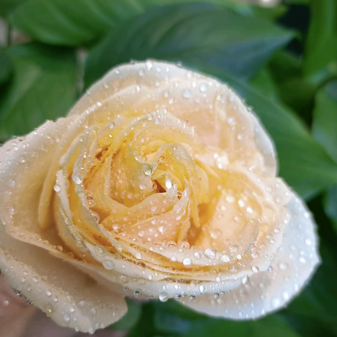清秋瘦水