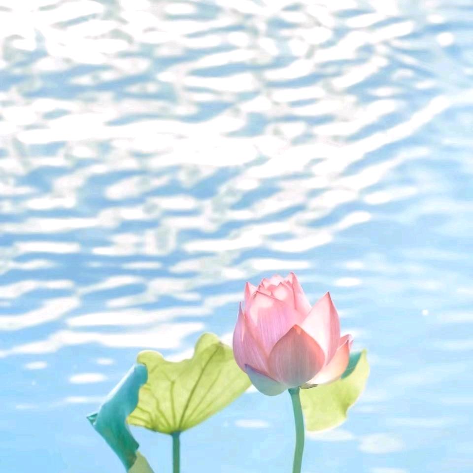 🌹🌹梦中的思念💋💋