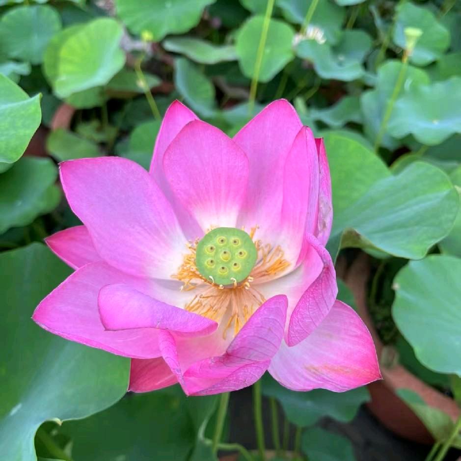 夏槐