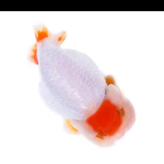 源福兰寿金鱼养殖场