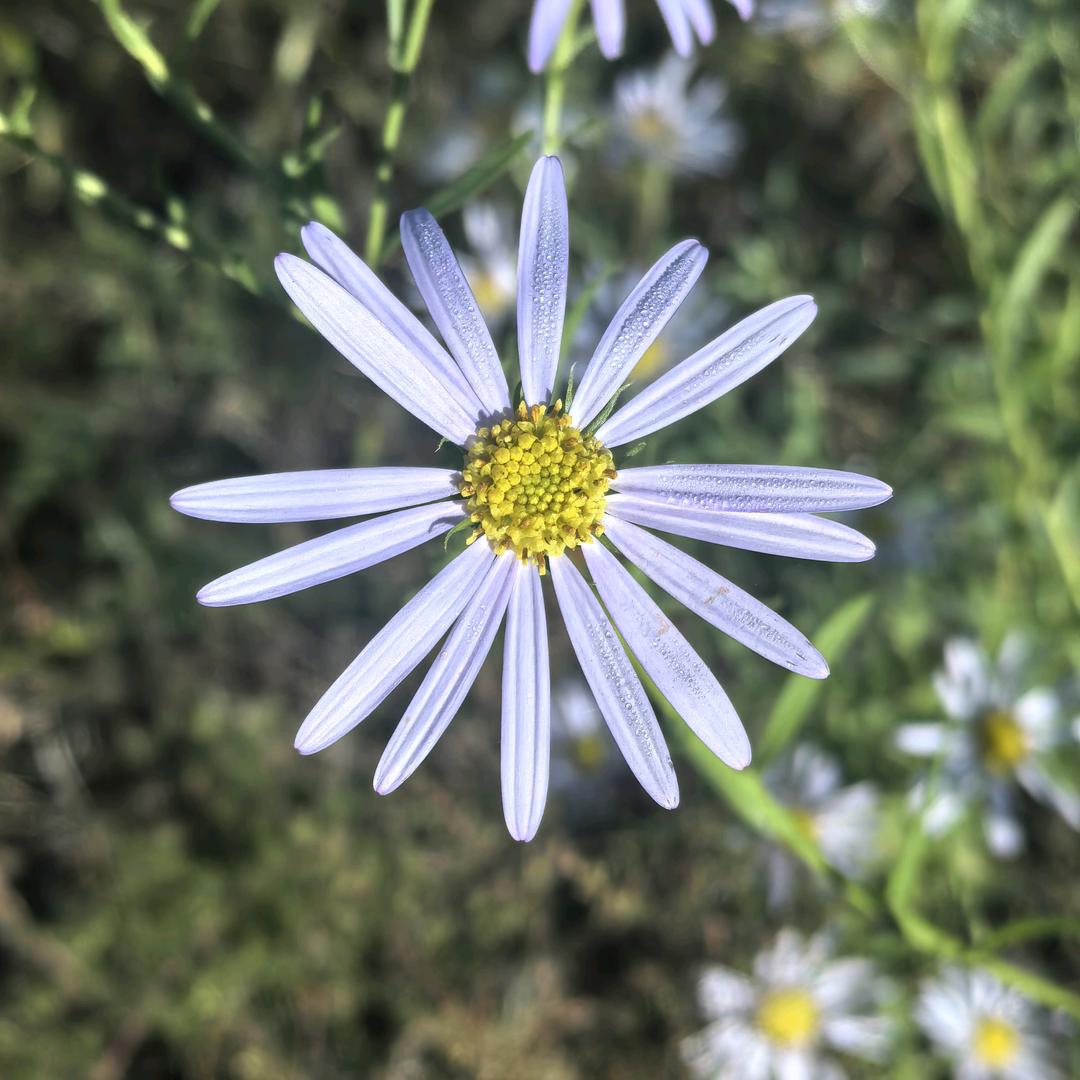 当时明月在，曾照彩云归