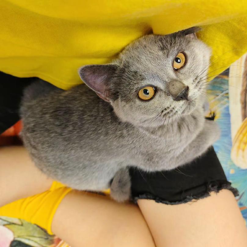 OK蹦