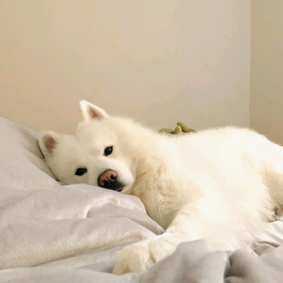 Klaus