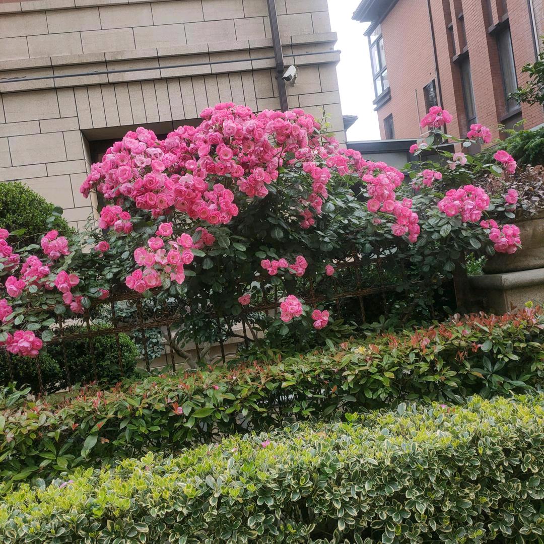 宁夏玲珑