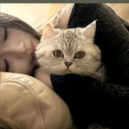 柇荟
