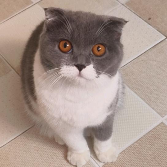 铁打小青蛙