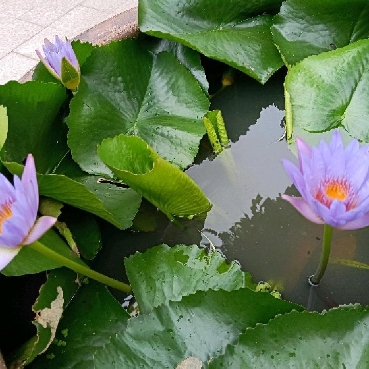 太阳
