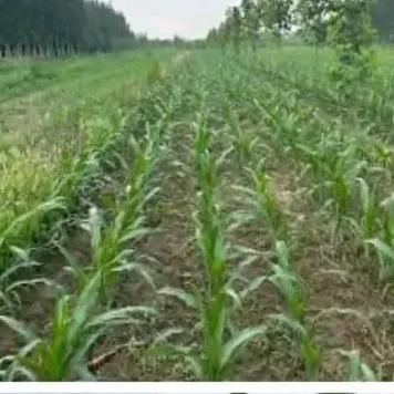 ᅟᅠ        ‍