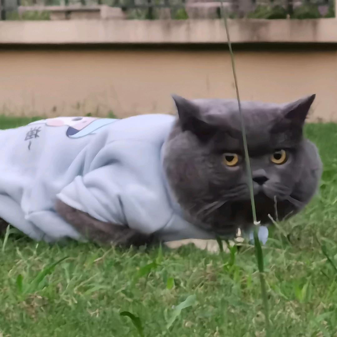 开心(✪▽✪)\^O^/