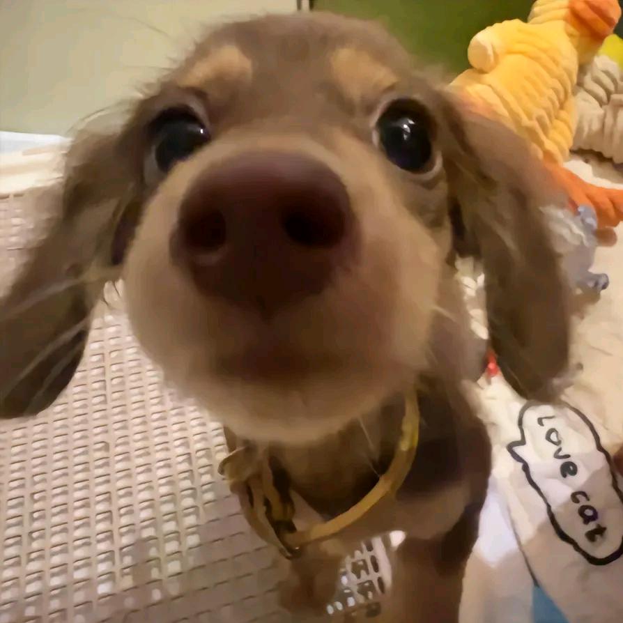 莱德队长
