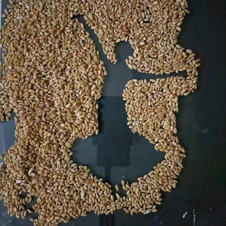 暗之轩月