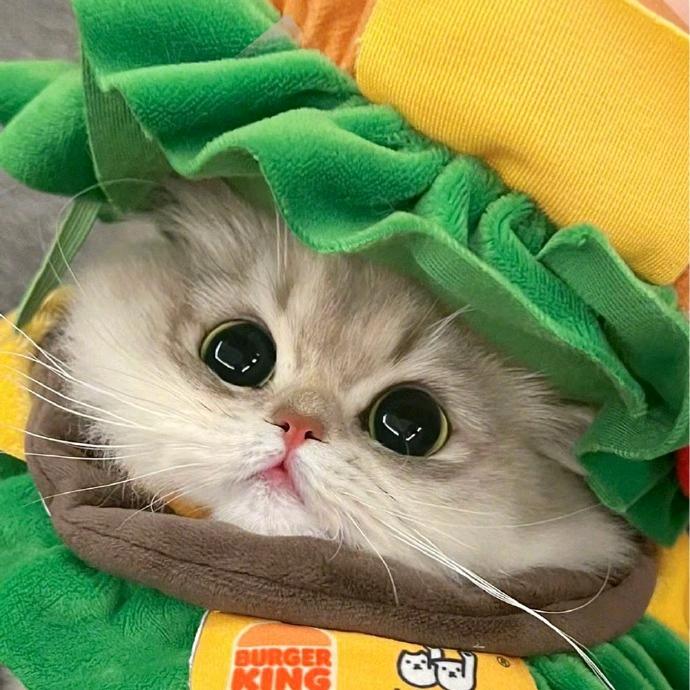 叶子猫猫-十八店