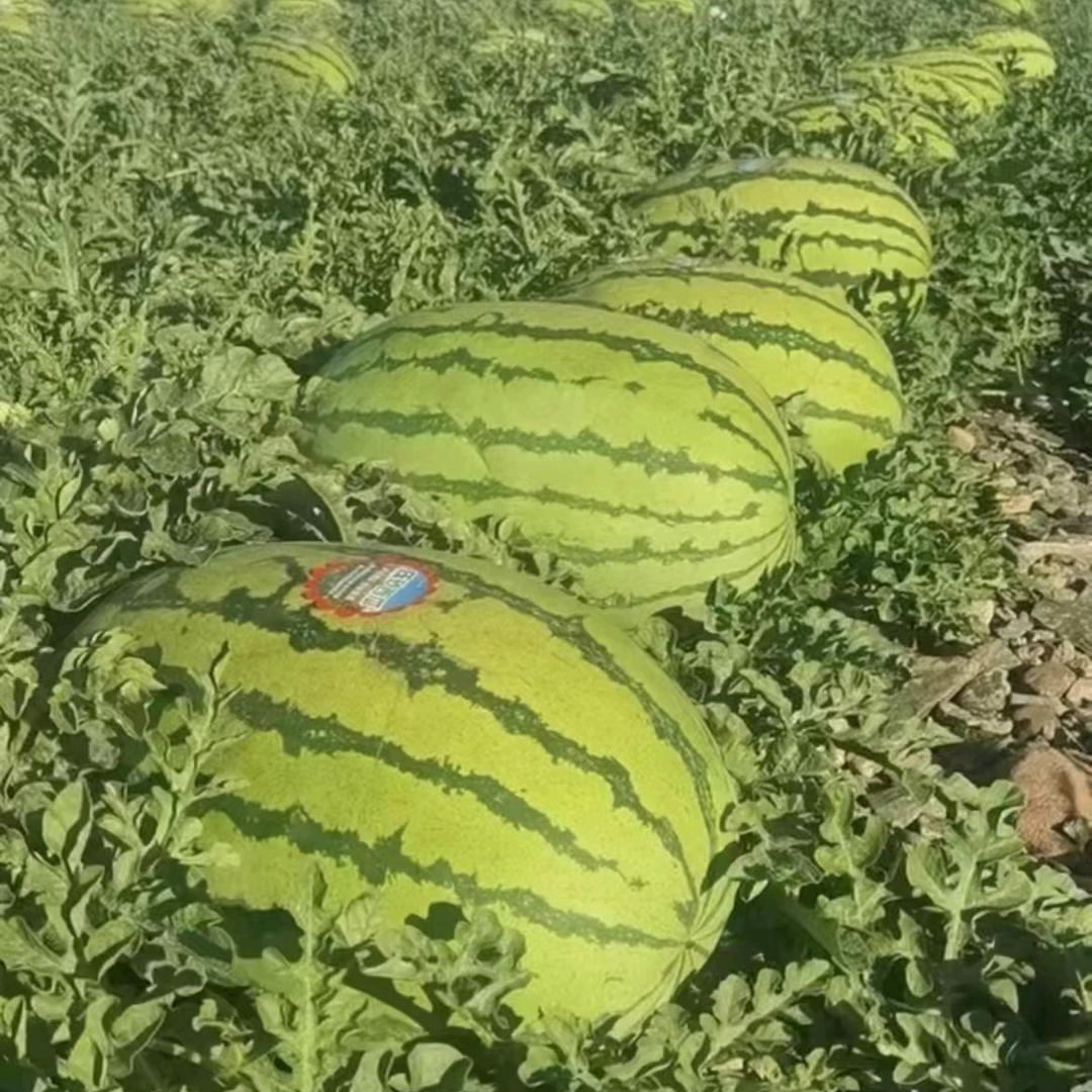 宁夏硒砂瓜种植户(专业代发)(助农)