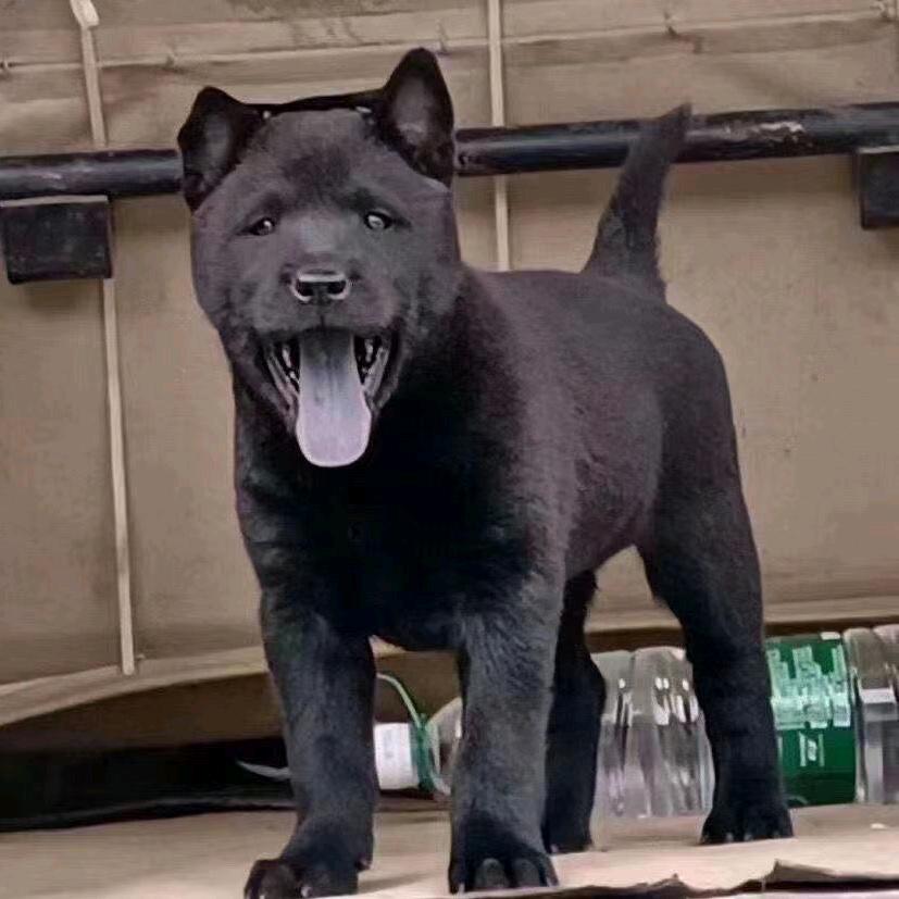 覃大4（国村五黑繁殖基地有限公司）