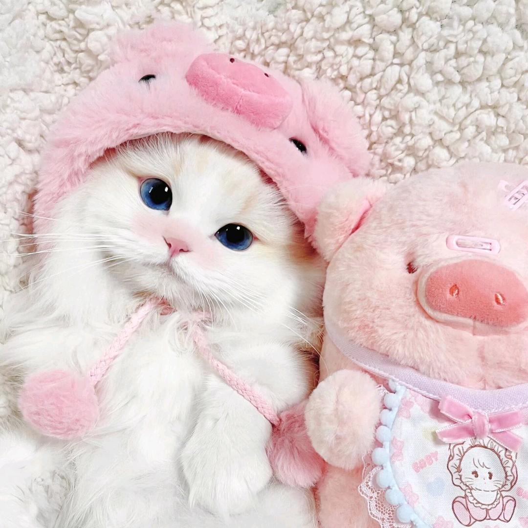 慵懒的小王🌸