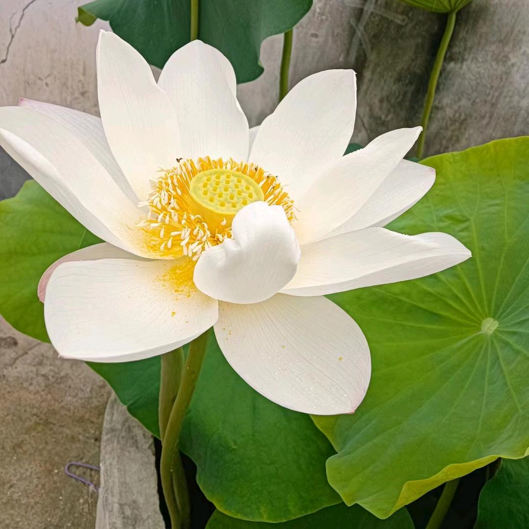 海阔天空 🌹🌹
