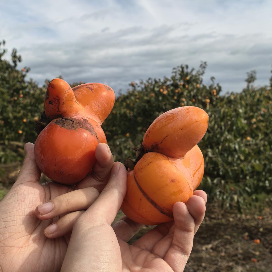 弟弟家的农家流心柿饼