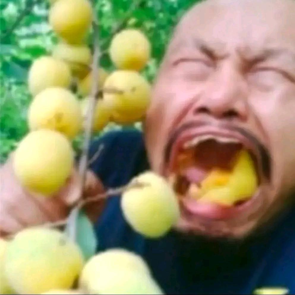 AAA青梅杏哥（厂家直销）