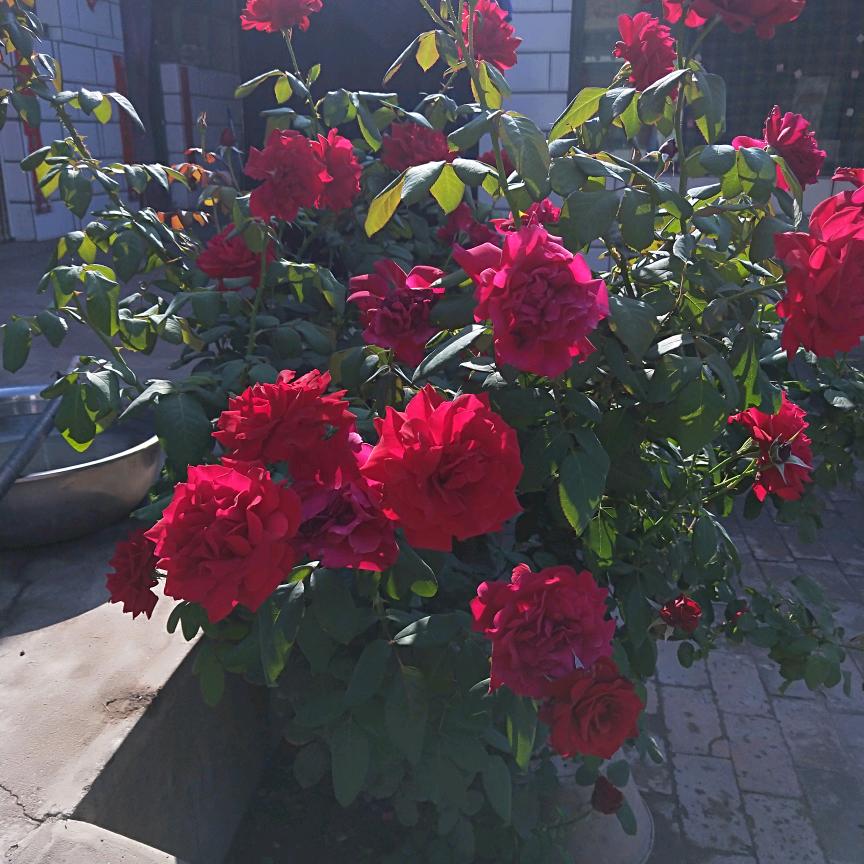 期待明天的彩虹