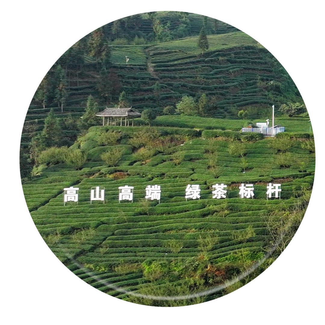 苞山茶食