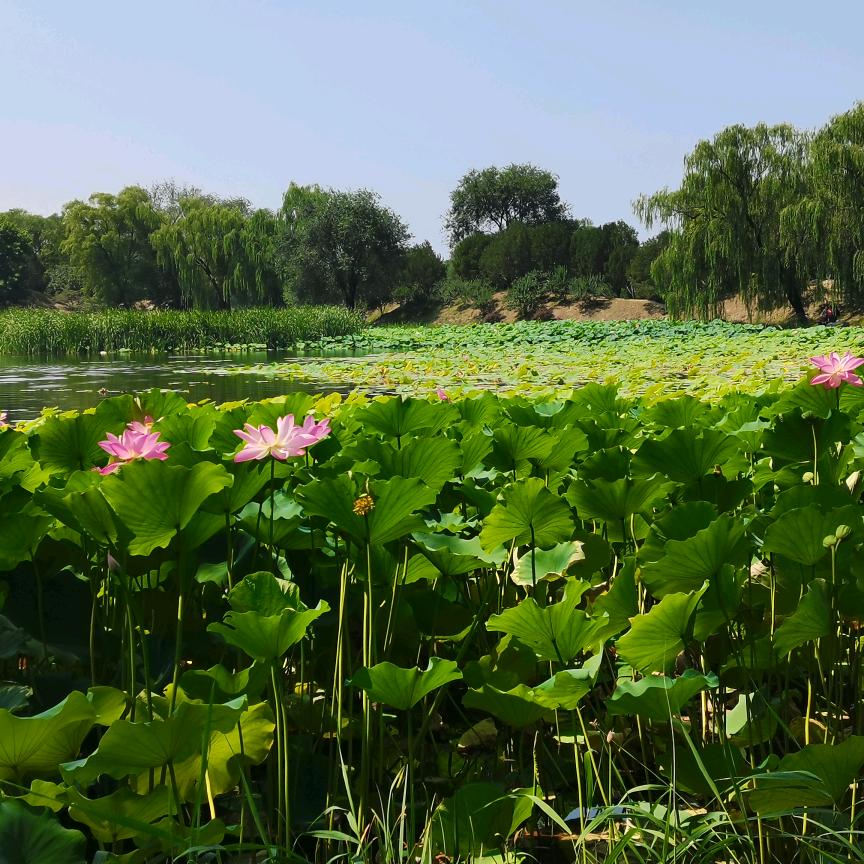 一念执着，万般皆苦，一念放下，便是重生。