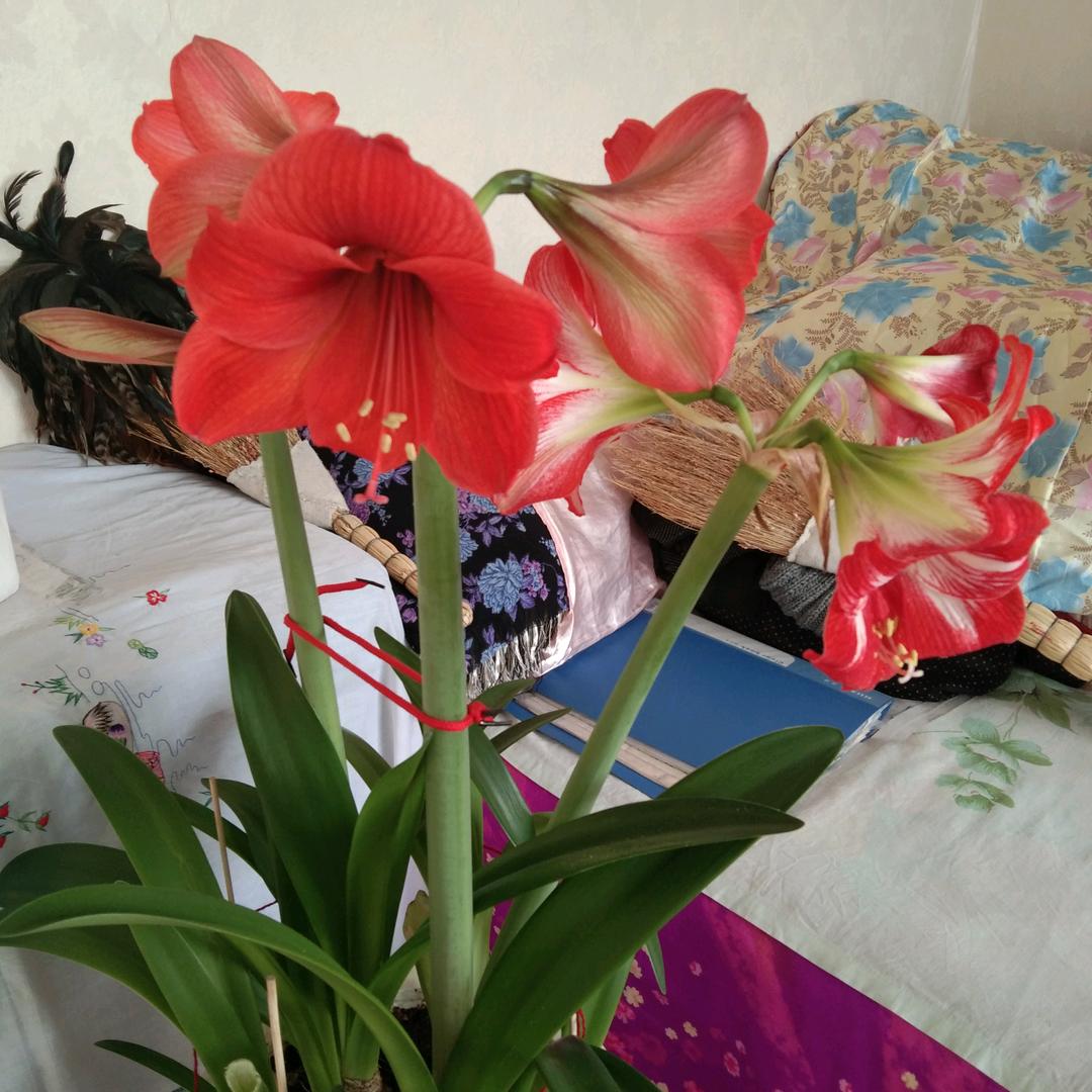 臭不要脸的