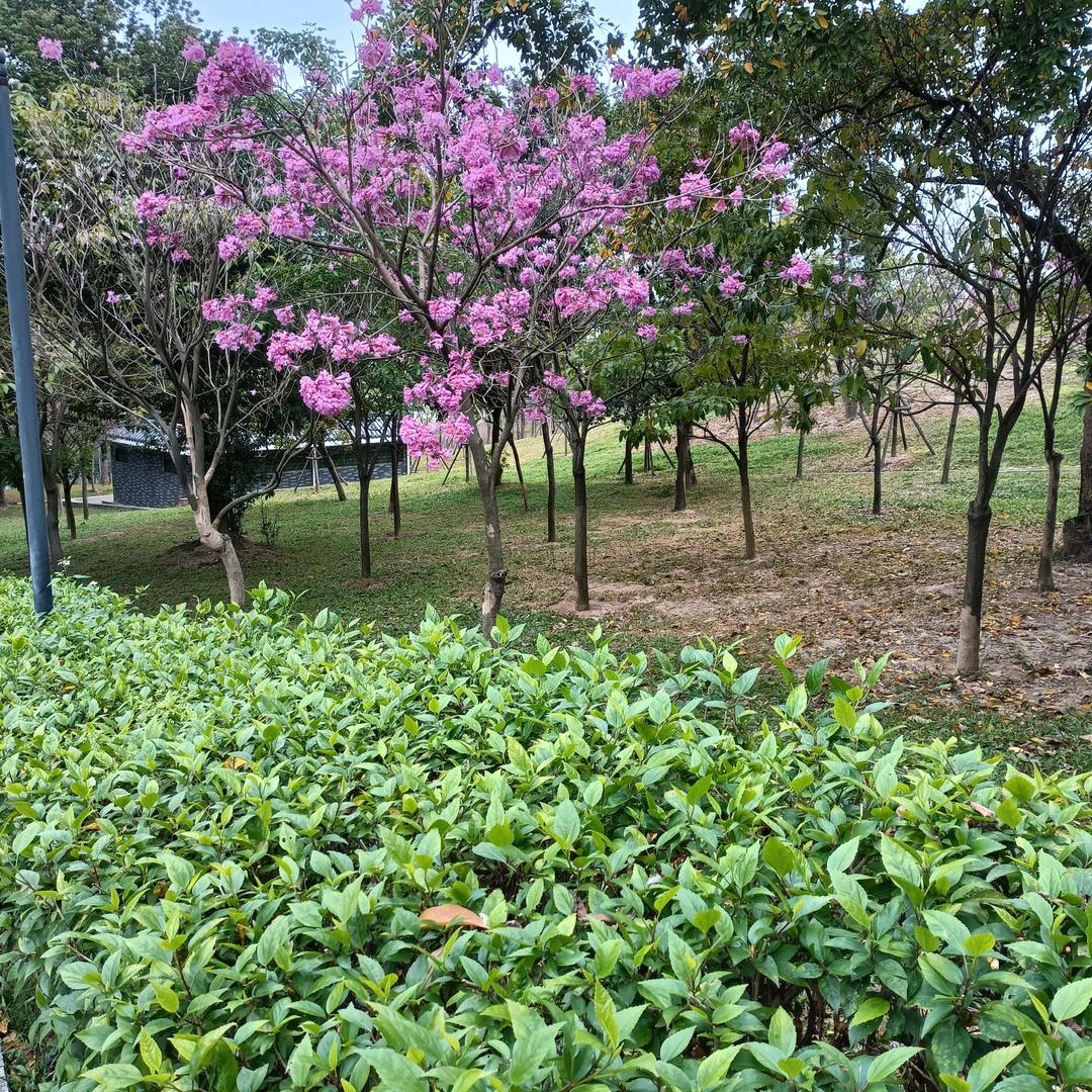 尘封记忆