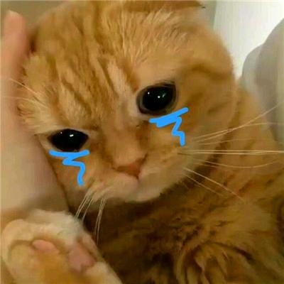 榴莲猫meme日常