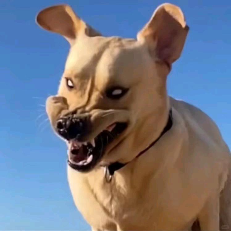 来打我呀、🐶