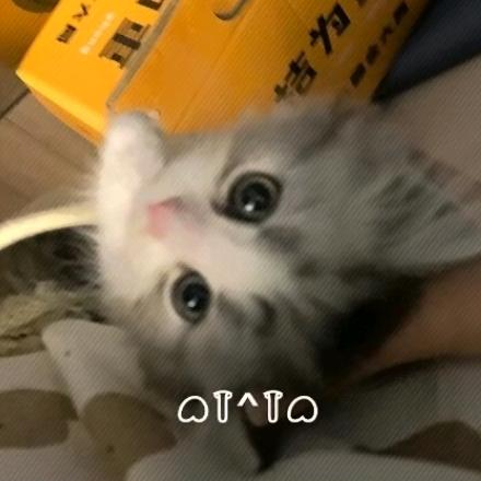 咩咩羊羊羊羊羊