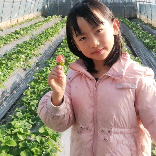 红果华屯草莓采摘园