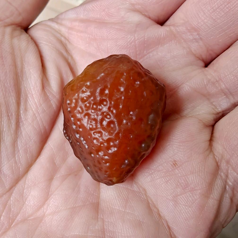 龙哒哒