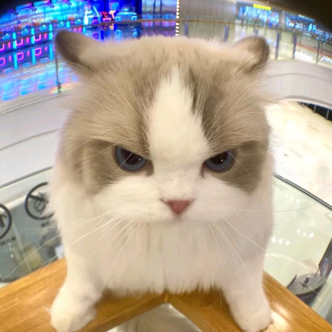 芋泥猫猫头
