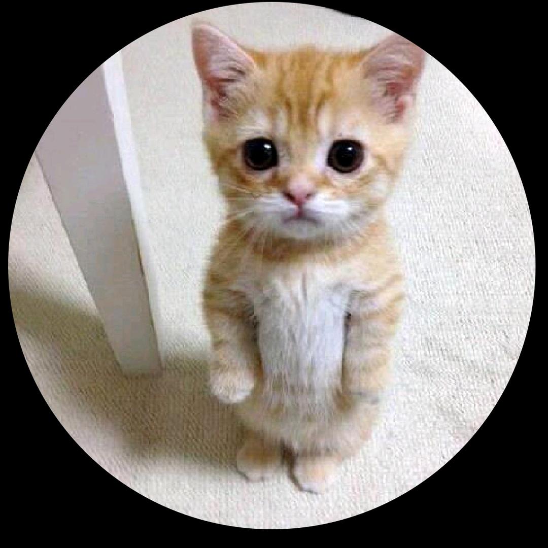 KIT头像
