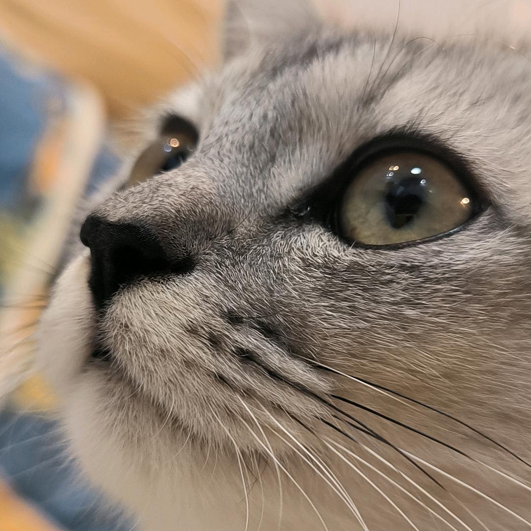 花开富贵🌹