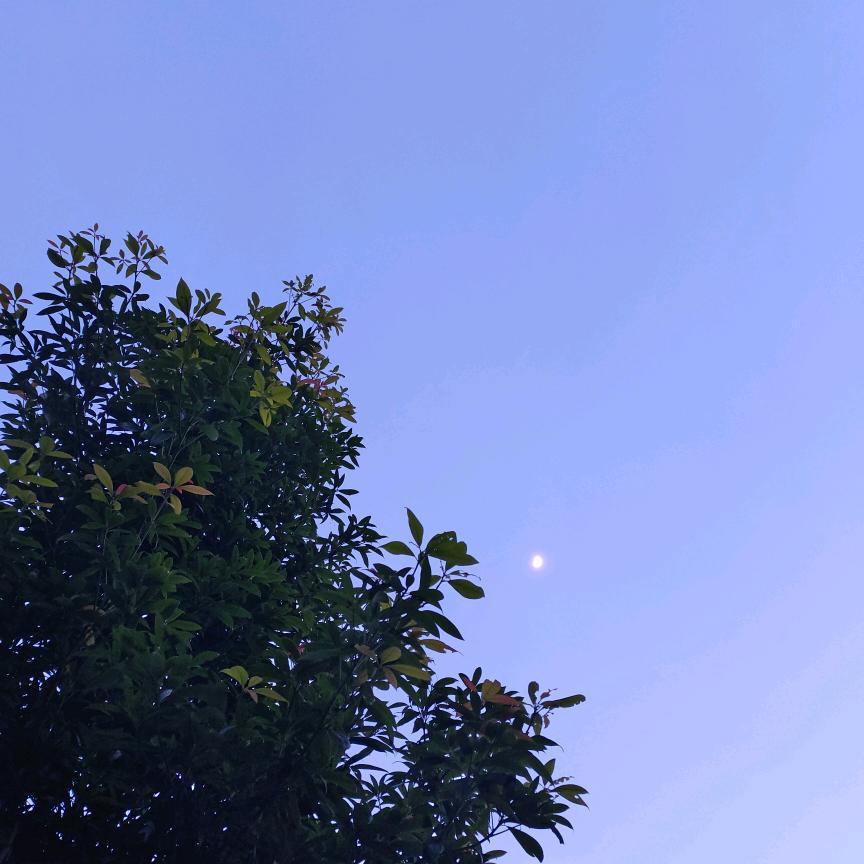 小妹的日记