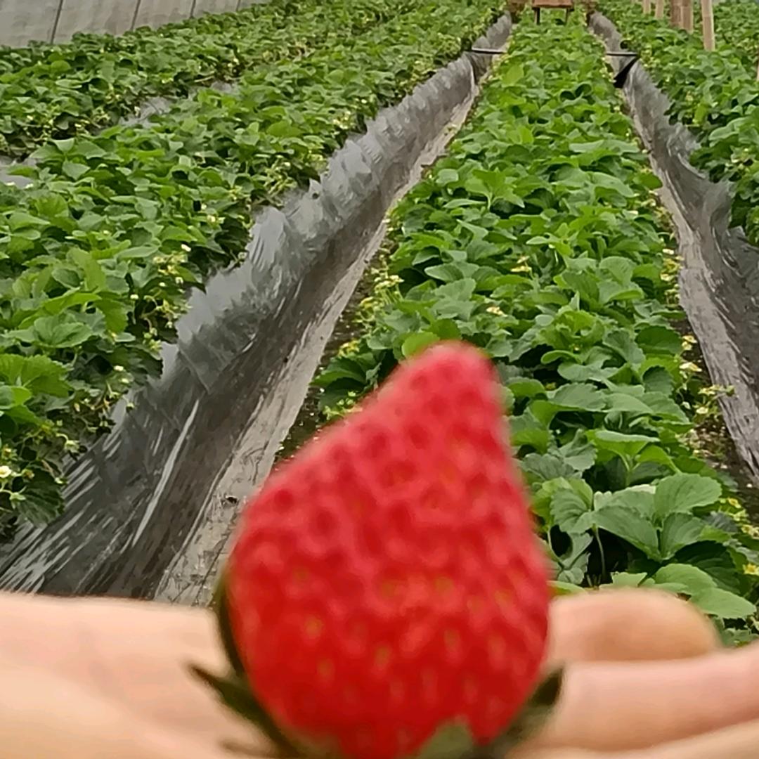 方记草莓采摘园