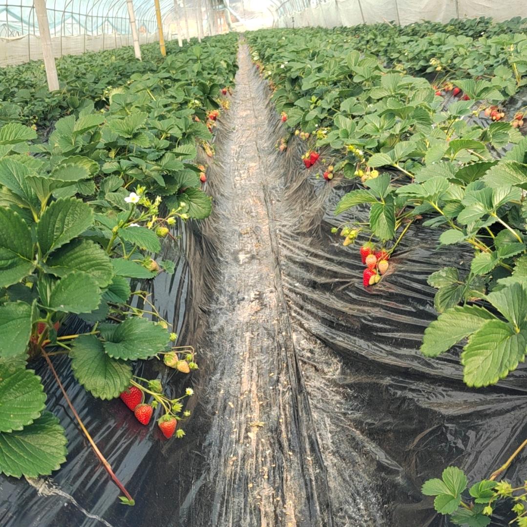 铁城🍓草莓-仙都（草莓季不定时直播）