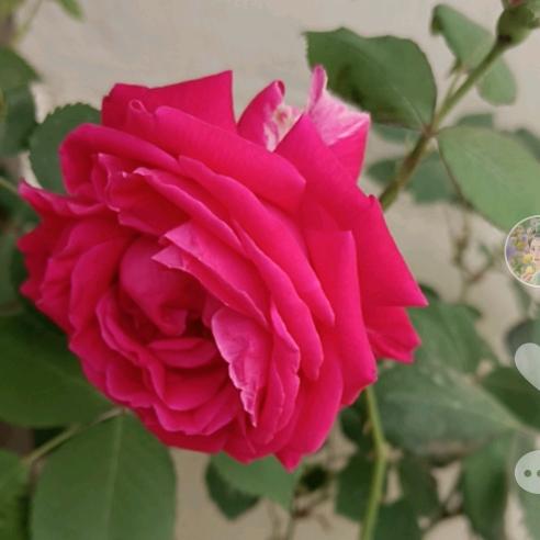 只有我和你💞❤️🌹🌹🌹🌿🌺