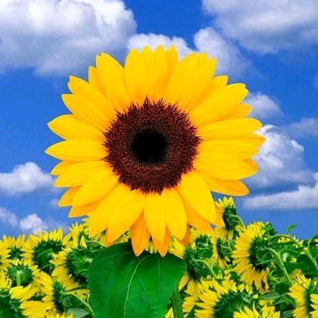 🌞🌸